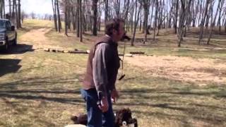 Training day for Boykin spaniel nationals [upl. by Eda]