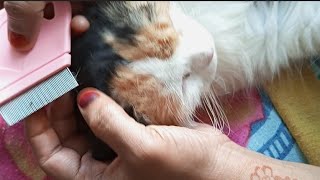 Cat remove flea with comb flearemove [upl. by Ordnajela]