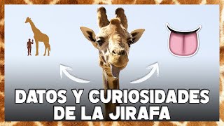 JIRAFA 10 Datos y Curiosidades sobre este animal 🦒 [upl. by Ellimahs]