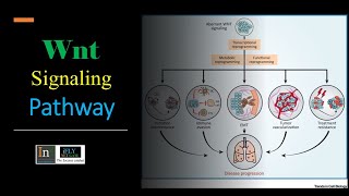 wntβcatenin signaling pathway [upl. by Novehs]