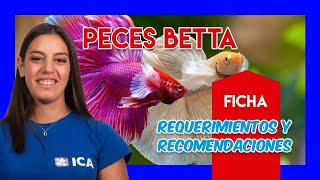 PEZ BETTA🐟  Guía y cuidados  VÍDEO FICHA [upl. by Raina]