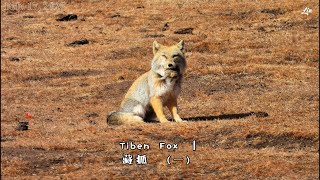 Tibetan Fox I [upl. by Einneg]