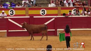 RESUMEN 2019  6ª PARTE  VACAS Y TOROS EN LOS PUEBLOS  TUDELANAVARRA [upl. by Nage]