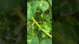 Money plantluckyplant vastu vastuformoney astrology [upl. by Analise663]