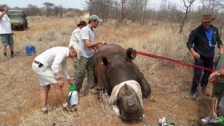 Sigfox quot0Gquot network deployed in Africa  Device implanted into the rhinos horn [upl. by Ainolloppa576]