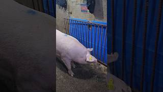 Whats kind of sow farming bigpig subscribe piggy pig shortvideo shortsfeed shorts short [upl. by Eiramanin]