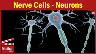 Neuron  Nerve Cell  2 minutes illustration  Pharmacology Made Easy [upl. by Turro718]