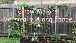 Grow Melons Vertically Along Fence [upl. by Yunick]