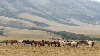 Wild Horses Wyoming Perspectives [upl. by Cynera]