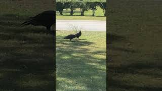 Vultures eating in the front yard [upl. by Bertila807]