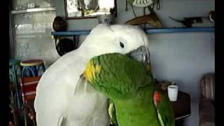 Umbrella Cockatoo and Panama Amazon [upl. by Ynatterb]