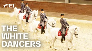 Lipica Stud Home of the famous white Lipizzaner  RIDE presented by Longines [upl. by Atineg]