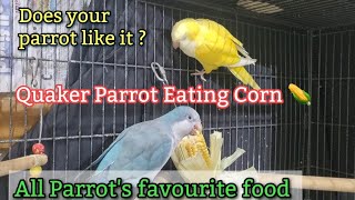 Quaker Parrots favourite food  Monk Parakeet Eating Corn 🌽 [upl. by Laehcym]