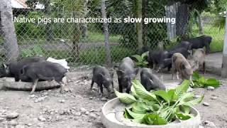 An introduction to the Philippine Native Pig [upl. by Pomfret341]