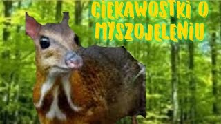 Ciekawostki o Myszojeleniu [upl. by Nrubyar]