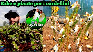 Erbe e piante per i Cardellini 🕊🦅🐦✔ Parte 1 [upl. by Naicul]