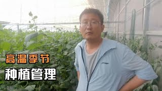 高温季节，大棚里还再用磷酸二氢钾？要换了，尤其是种植番茄辣椒 [upl. by Kirschner710]