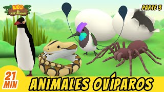 Animales Ovíparos Episodio Compilación Parte 37  Leo El Explorador Episodio  Animación [upl. by Brookhouse]