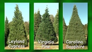 Christmas Tree Farms [upl. by Byram]