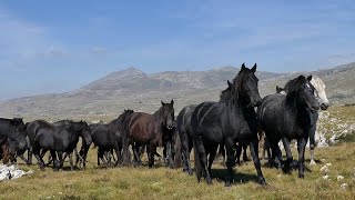 Divlji konji  turistička atrakcija [upl. by Ezequiel]