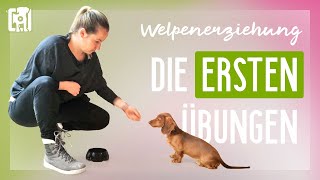 Die ersten Übungen in der Welpenerziehung [upl. by Akirdnahs]