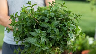 How to Care for Mint [upl. by Anav111]