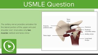 USMLE Step 1 Anatomy Question 1 Walkthrough  Lecturio [upl. by Absa]