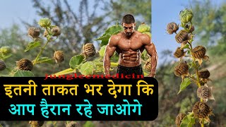 अतिबला का पौधा एक महाशक्तिशाली जड़ीबूटी है Atibala ke fayde or Nuskhe Abutilon indicum [upl. by Anahpos]