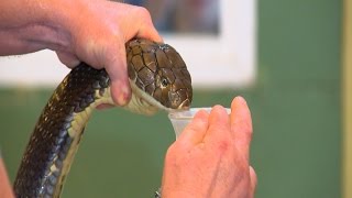 Extracting Venom From a 14 Foot Long King Cobra [upl. by Udela]