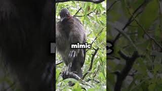 This Bird Mimics Chainsaws Car Alarms amp More 🐦🔊  Nature’s Sound Master WildlifeFacts shorts [upl. by Carolynne]