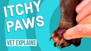 Itchy Paws from Seasonal Allergies  What to Do [upl. by Adnilreb]