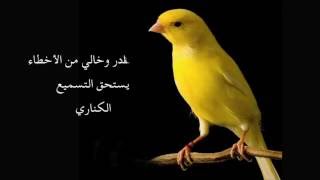 Chant Canari Super Pour lécolage des jeunes  من أجمل تغاريد طائر الكناري لتسميع الفراخ [upl. by Ribal]