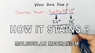 How It Stains  Molecular Mechanism of Gram Staining [upl. by Willing]