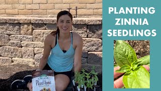 Planting Zinnia Seedlings [upl. by Noni17]