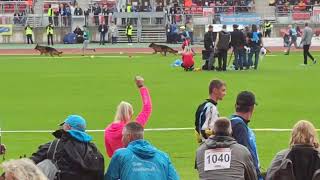 BSZS 2022  Exclusive Video  German shepherd World Championship [upl. by Nelubez296]