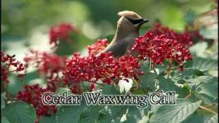 Cedar Waxwing Call [upl. by Aileahcim]