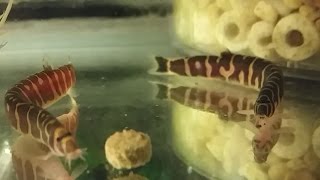 Kuhli Loach  how to care tank mates feeding and breeding kuhli loach [upl. by Kaela]