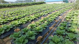 Fresh broadleaf mustard rayo sag planting and ready to pick [upl. by Seedman391]