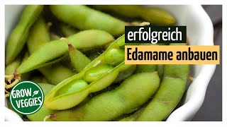 Edamame erfolgreich anbauen  Sojabohne im Garten Gartengemüsekiosk  Soya [upl. by Miah656]