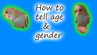 How to tell the age and gender of your Parakeet [upl. by Ayotnom]