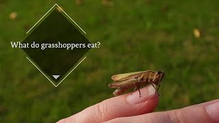 What do grasshoppers eat [upl. by Valentina]