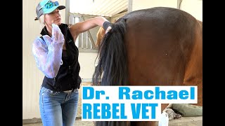 Dr Rachael Rebel Vet Episode 7 To Breed or Not to Breed [upl. by Robaina67]