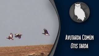 Avutarda Común Otis tarda  Conoce las Aves Ibéricas [upl. by Choong182]