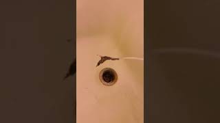 How to Remove Hair from Drain Secret Zip Tie Method [upl. by Aicelet]