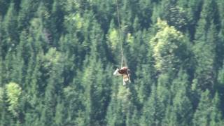 Saanen Airport Switzerland Cow in Flight [upl. by Smukler]