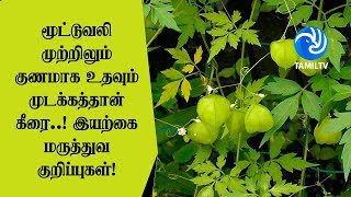 மூட்டுவலி முற்றிலும் குணமாக உதவும் முடக்கத்தான் கீரை இயற்கை மருத்துவ குறிப்புகள்  Tamil TV [upl. by Gasper]