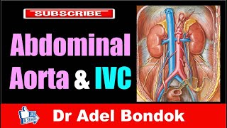 Abdominal Aorta and Inferior Vena Cava Dr Adel Bondok [upl. by Etezzil]