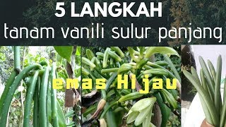 CARA TANAM VANILI SULUR PANJANG [upl. by Alemahs339]