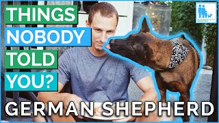 Things Nobody Told You About Owning a German Shepherd  Vet Dr Alex [upl. by Nottarts]