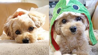 Cute Maltipoo Puppies Compilation 2 [upl. by Nednal]